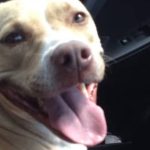 Couple Asked to Watch Undernourished, ‘Suspiciously Scratched’ Dog
