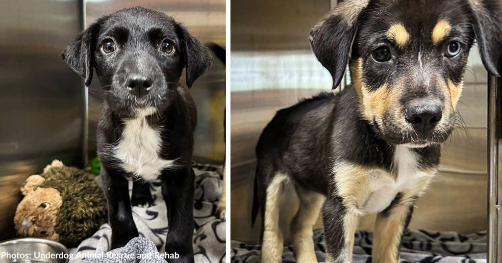 Sick Puppies Dumped at Gas Station with Swollen Joints and Fever