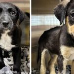 Sick Puppies Dumped at Gas Station with Swollen Joints and Fever