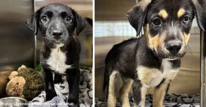 Sick Puppies Dumped at Gas Station with Swollen Joints and Fever