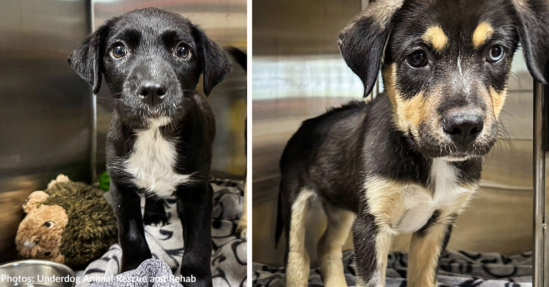 Sick Puppies Dumped at Gas Station with Swollen Joints and Fever