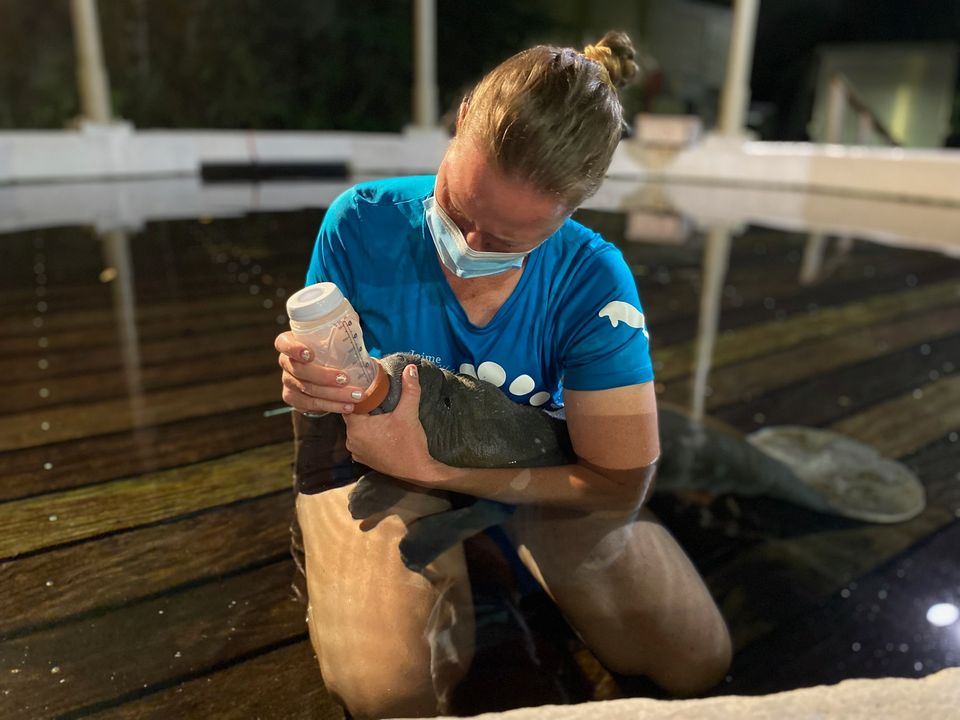 Manatee Rescue Takes Care Of Tiny Orphaned Calf Found On The Shore, The ...