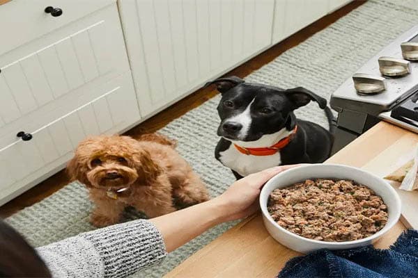  The Most Nutritious Pet Food