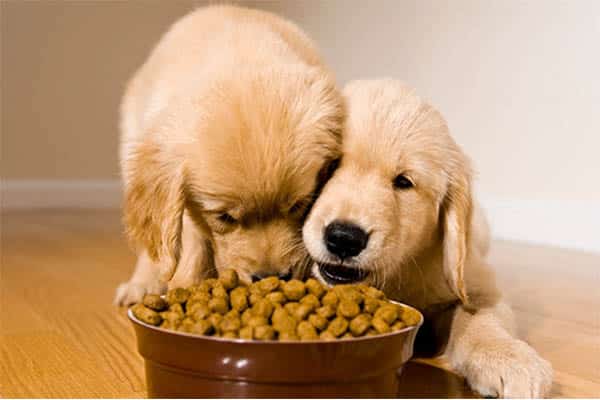Pet Nutrition Basics