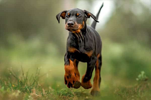 The Top 10 Dog Breeds for Single People