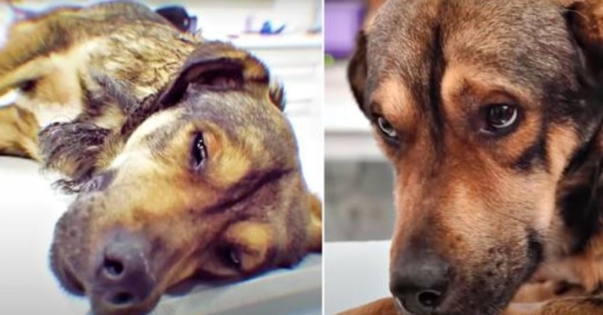 Neglected For 10 Years, Senior Dog Had Maggots Crawling In His Infected Skin
