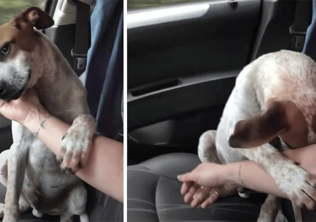 Dog found by the road holding a plastic bag with her puppies