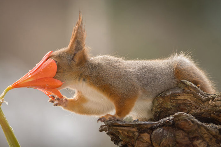 squirrels photography