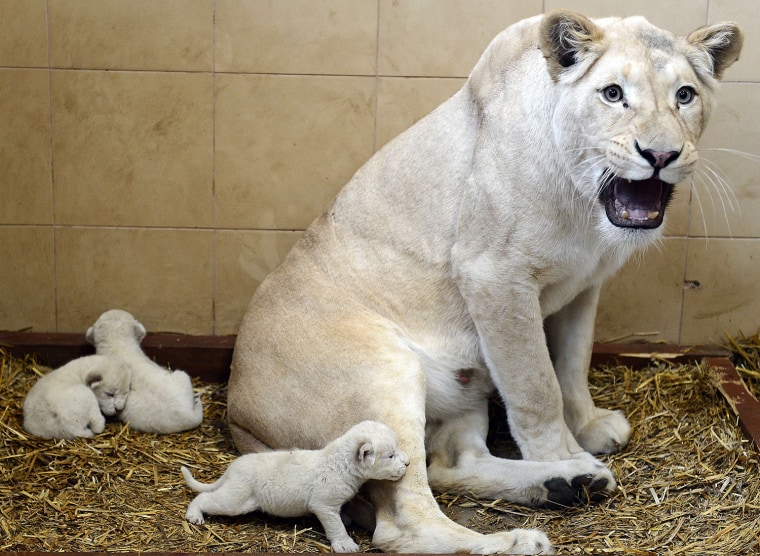 White lion Azira is pictured with her three new born cubs in their enclosure in a privately-owned zoo in Poland.