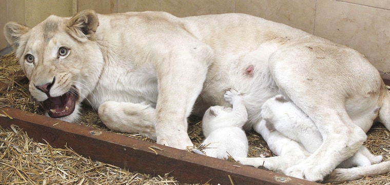 White lioness Azira feeds two of her three white cubs that were born in January in a private zoo in Poland.