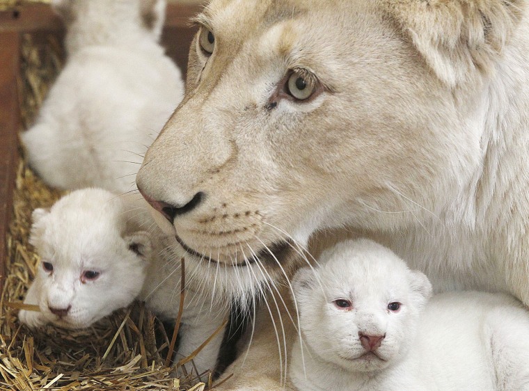 White lioness Azira lies in a cage with two of her three white cubs that were born last week in a private zoo in Poland.