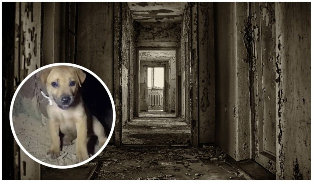The Rope Dug Deeper Into Her Neck As She Cried Out For Help In Dark Deserted Home