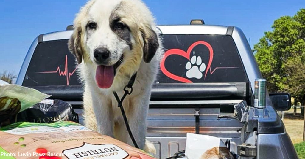 Starving Puppy Dumped on the Streets is Thriving at Rescue Thanks to Donated Pet Food